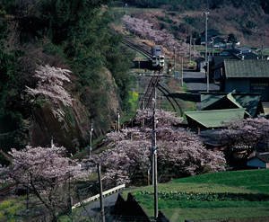桜花乱満の沿線