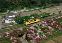 つつじの筑前岩屋を行く