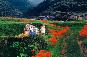 井出浦の秋