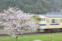 一本の桜