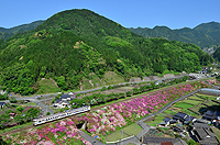 新緑の山と満開のつつじ