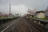 桜雨にけぶる