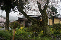 駅は100年!桜は何年生?