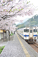 桜が咲くホーム