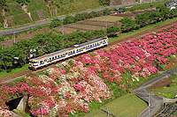 岩屋のつつじ築堤を俯瞰