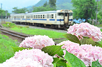 あじさいが似合う列車