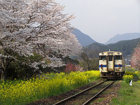 春爛漫宝珠山駅