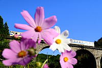 秋桜飾り