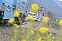 冬空に菜の花。