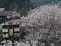桜の見送り