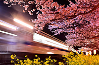 夜桜列車