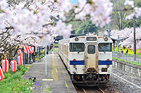 桜の季節