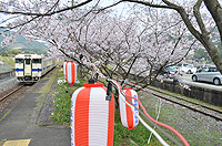 ようこそ。桜の駅へ。