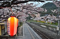 桜提灯のひかり