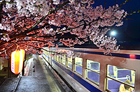 夜桜列車