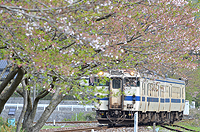 葉桜になっても。