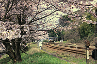 満開の桜が出迎え