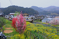 三色の桃と菜の花