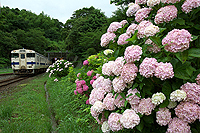 紫陽花の咲くころ