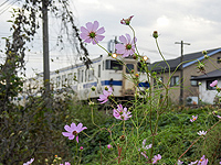 コスモスと列車