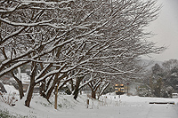 桜並木も雪化粧