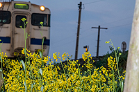 菜の花と電車