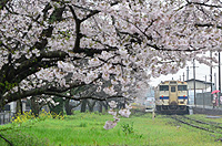 しっとり雨桜