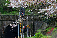 桜吹雪の採銅所