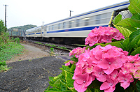 紫陽花が咲く沿線