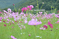 秋桜の目線から。