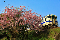 山桜