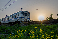 菜の花と夕陽と