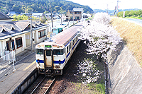 桜満開　添田行き