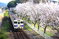 桜満開　田川後藤寺行き