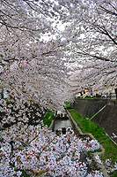 志井川の桜