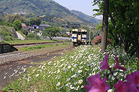 白いお花に迎えられ