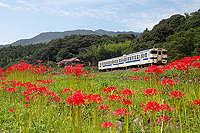 彼岸花が咲く頃