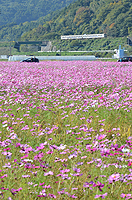 秋晴れの日田彦山線。