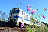 秋桜のお見送り。