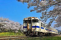 満開の桜並木