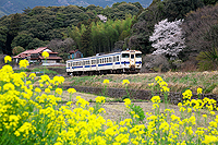 菜の花と桜