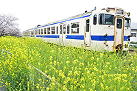 菜の花いっぱい。香春駅。