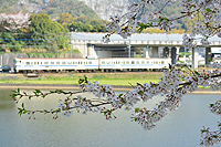 志井の桜。