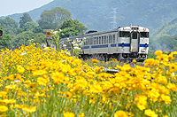 初夏のお花畑