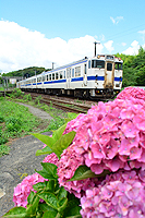 志井駅のあじさい