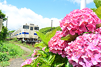 志井駅。あじさいのお出迎え。