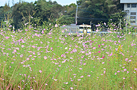 昼下がりの日曜日。のんびりとコスモス目線。