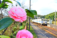 あざやかな桃色。春つばき。志井駅。