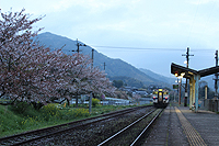 桜が散り始めた頃