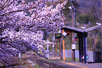 春・香る採銅所駅